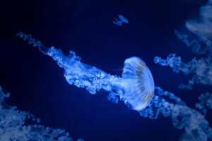 一人旅で楽しむ水族館観光の魅力とは？