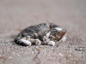 男性の一人旅におけるツーリズム保険の違いは国内と海外でどうなる？